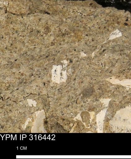 undet. Mollusca