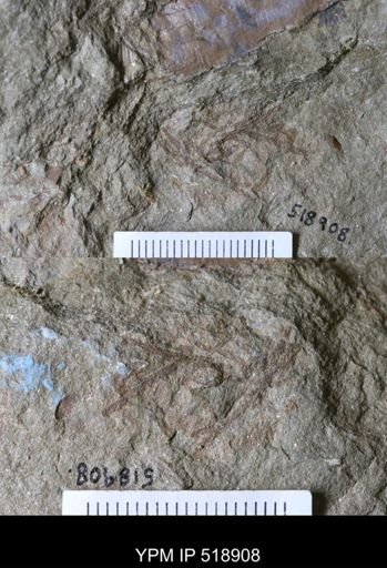 Graptolithina