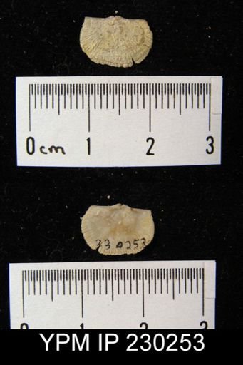 Streptorhynchus affine