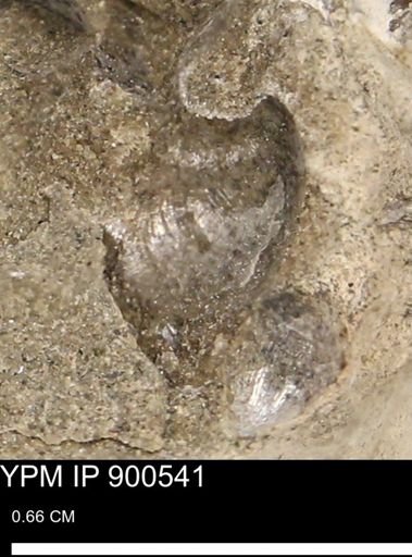 Anomia gryphorhyncha