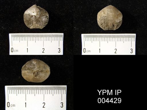 Rhynchonella wahlenbergi