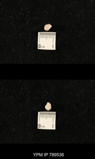 undet. Bryozoa