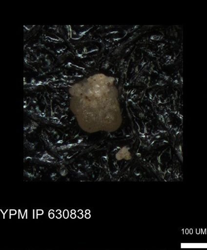undet. Globigerinina