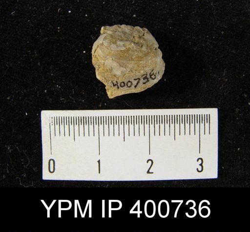 Teguliferina armata