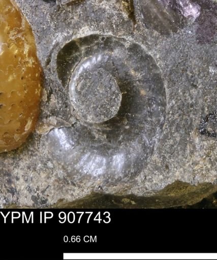 undet. Gastropoda