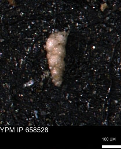 Verneuilinoides kansasensis