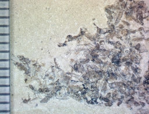 undet. Diptera