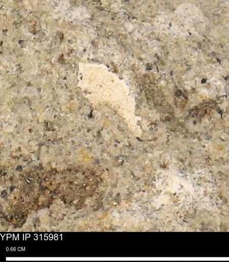 undet. Mollusca