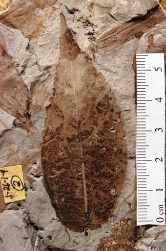 Chaetoptelea microphylla