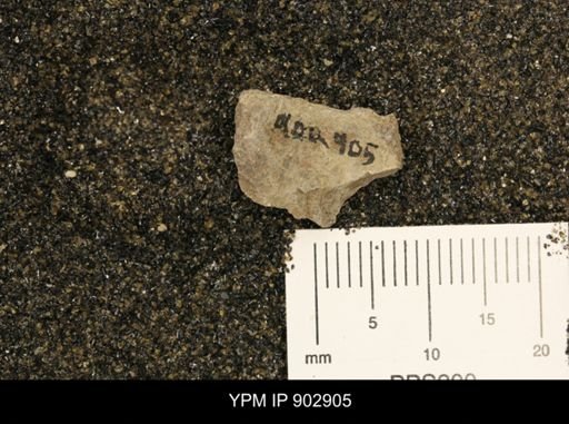Baculites