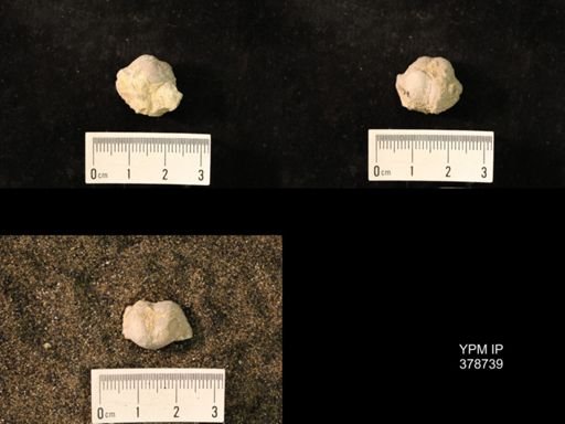 Marginifera wabashensis