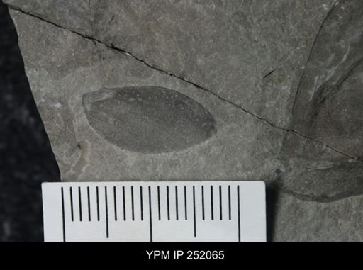 Eurypterus sp.