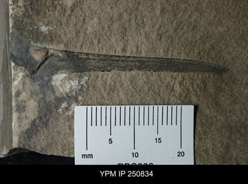undet. Eurypterida