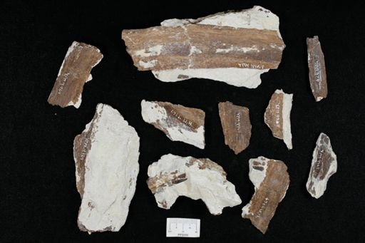 undet. Actinopterygii