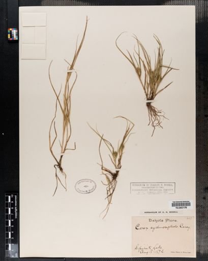Carex