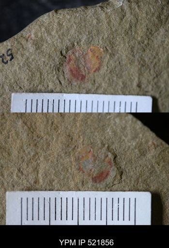 undet. Arthropoda