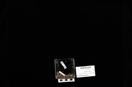 Cyrtodactylus peguensis