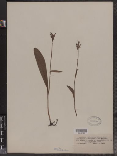 Habenaria clavellata