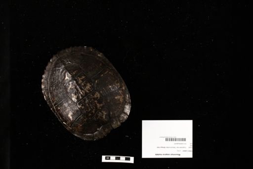 Mauremys caspica rivulata