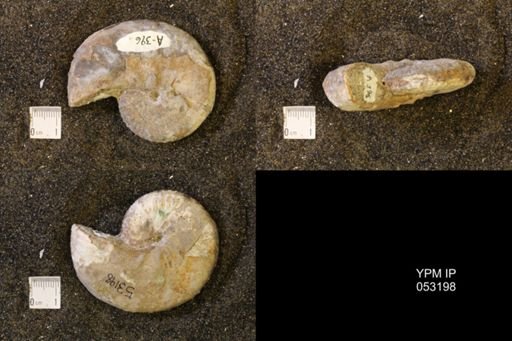 Discoscaphites conradi