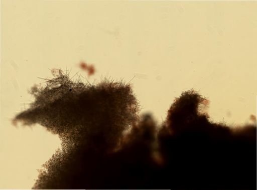 Cliona celata