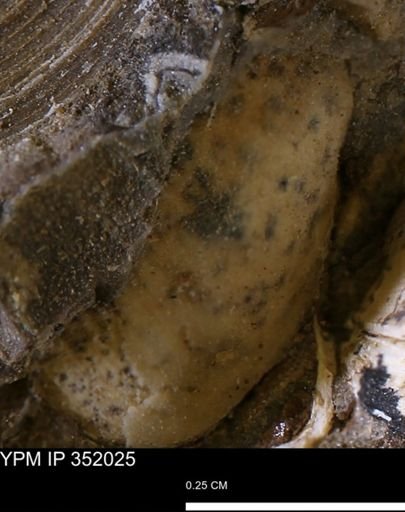 undet. Bivalvia