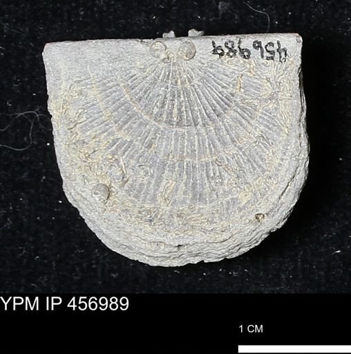Stropheodonta sp.