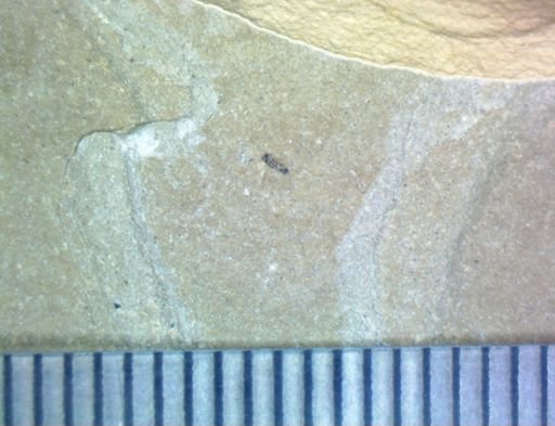 undet. Hexapoda