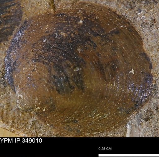Limopsis striatopunctatus