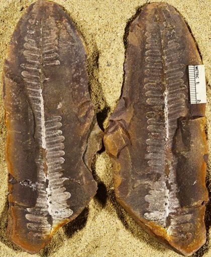 Pecopteris