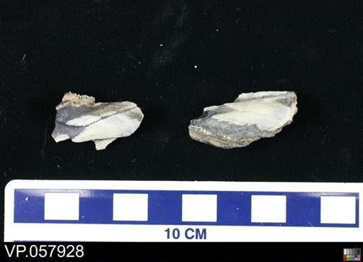 Mylognathus priscus