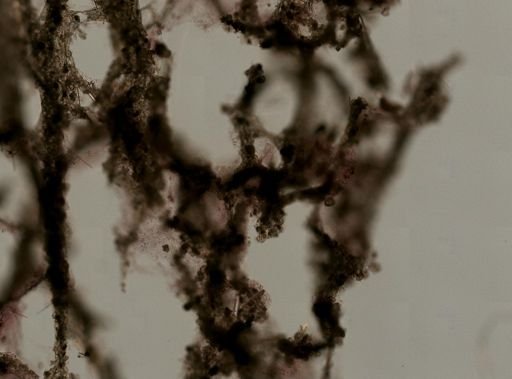 cf. Dysidea