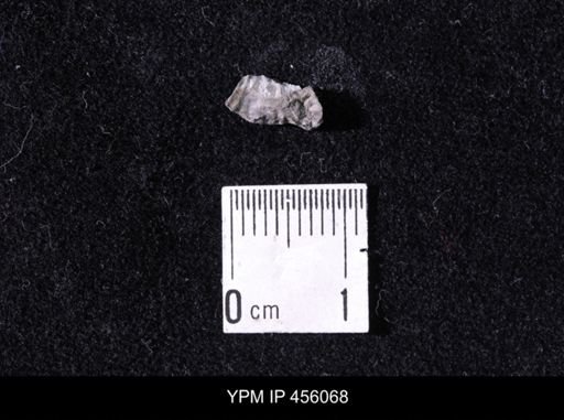 Platystrophia sp.