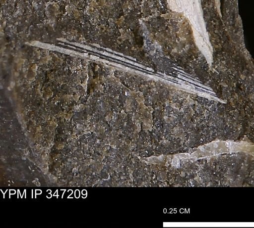 undet. Bivalvia