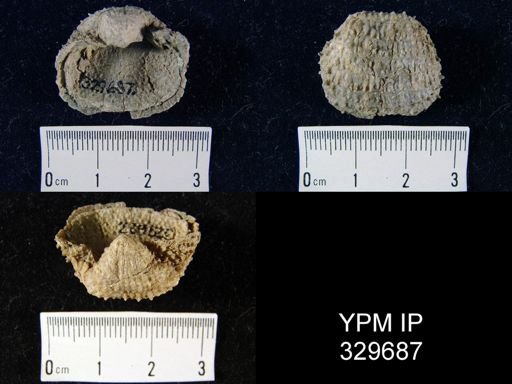 Echinoconchus sp.