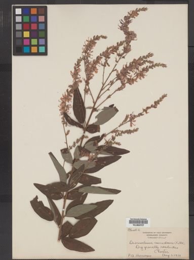 Desmodium canadense