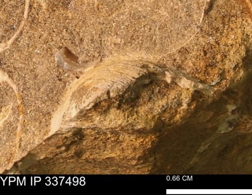 Mollusca