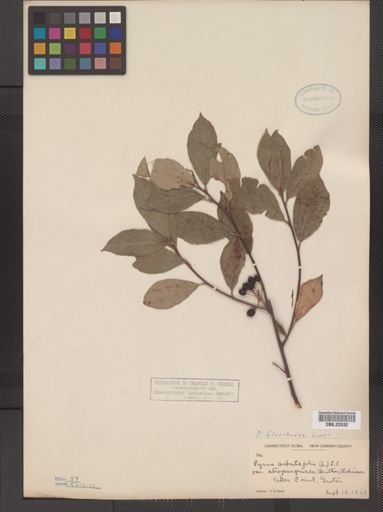 Pyrus floribunda
