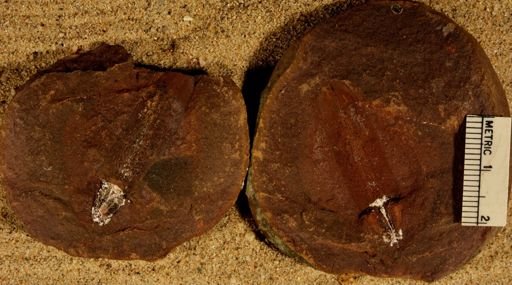 Lepidostrobus sp.