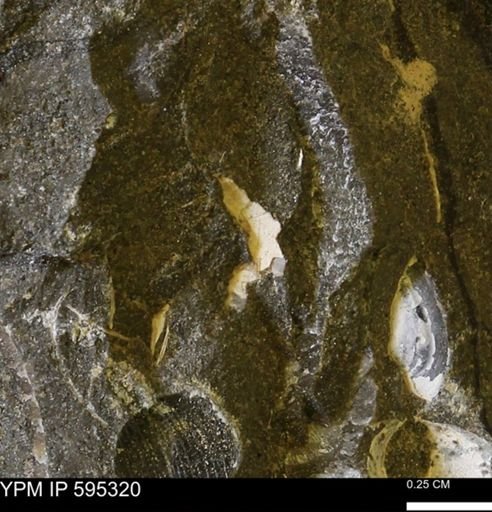 Protocardia sp.