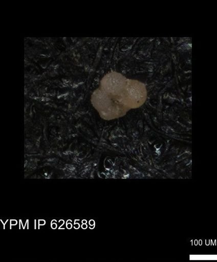 undet. Foraminiferida