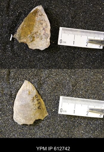 undet. Ostreidae
