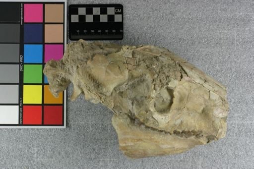 Eporeodon major