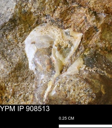 undet. Bivalvia