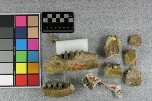Aepinacodon deflectus