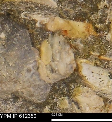 undet. Bivalvia
