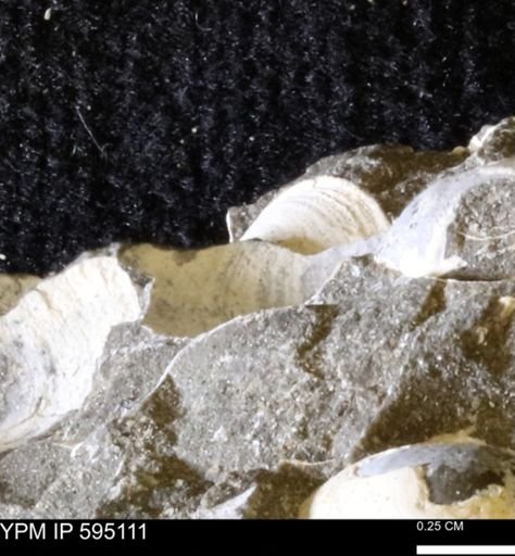 Protocardia sp.