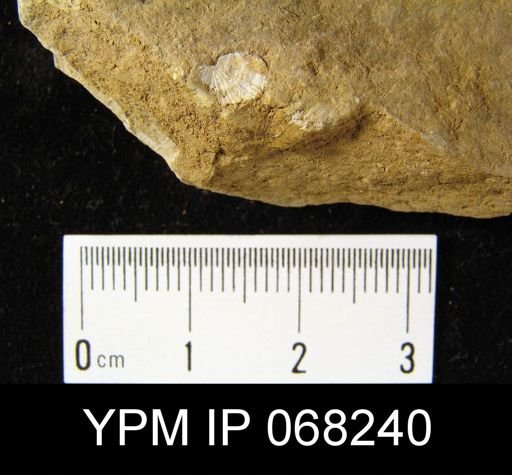 undet. Brachiopoda