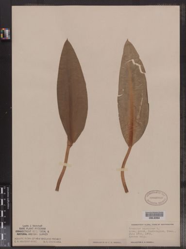 Orontium aquaticum