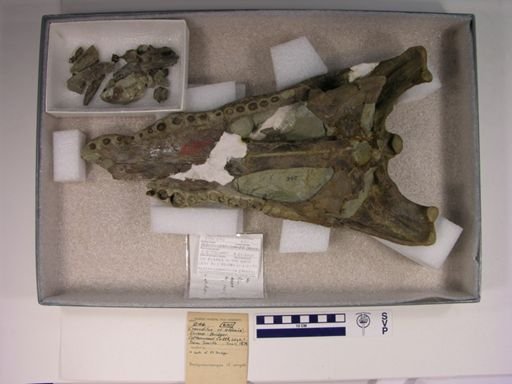 Brachyuranochampsa zangerli